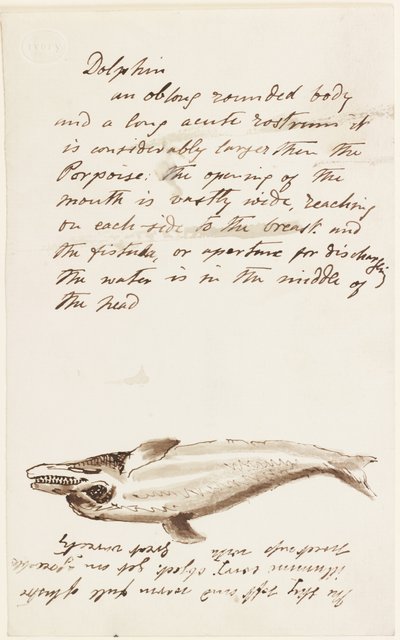 Dolphin by John Wilson Carmichael